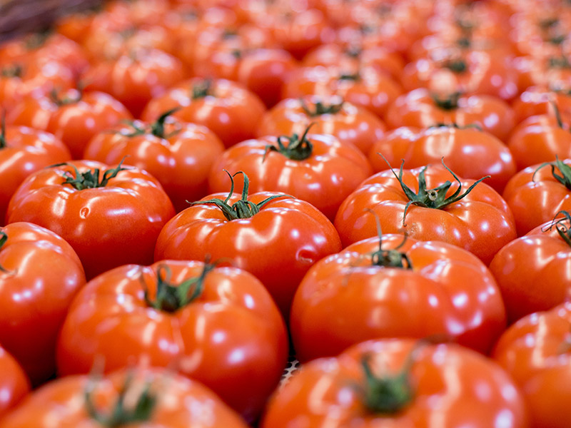andersen-farms-nj-tomatoes